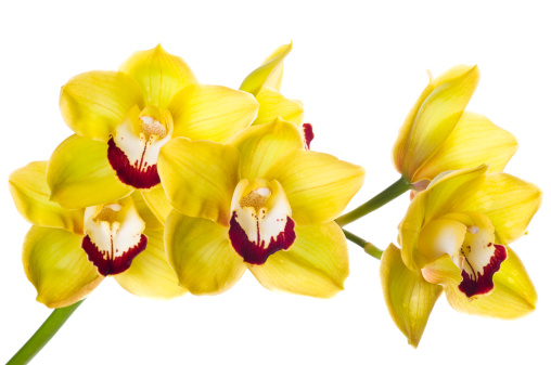 Luxury fresh bunch of Yellow orchid flowers isolated on white background