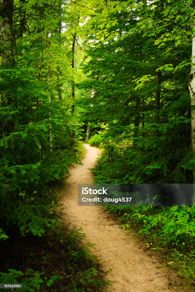 Forest Trail - Foto de stock de Aire libre libre de derechos