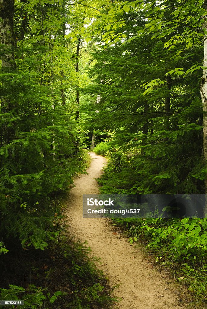 Close-up of fresh evergreen forest with winding trail A foot trail winds through a Michigan forest. Color Image Stock Photo