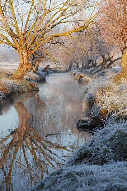 Frosty winter landscape during a beautiful winter day in the IJsseldelta region in Overijssel, The Netherlands. A row of frozen trees is vanishing in the distance.