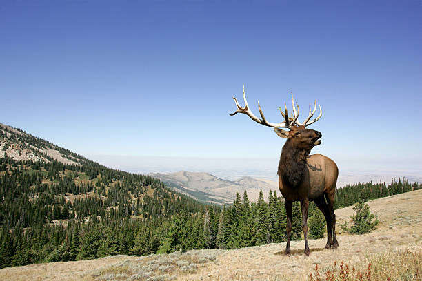 elk - elk deer hunting animals hunting foto e immagini stock