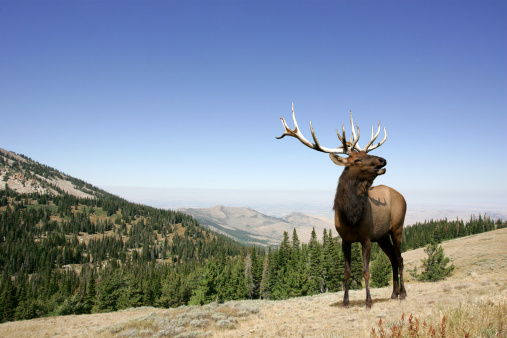 Male elk in Yellowstone National Park looking over his harem during rutting season