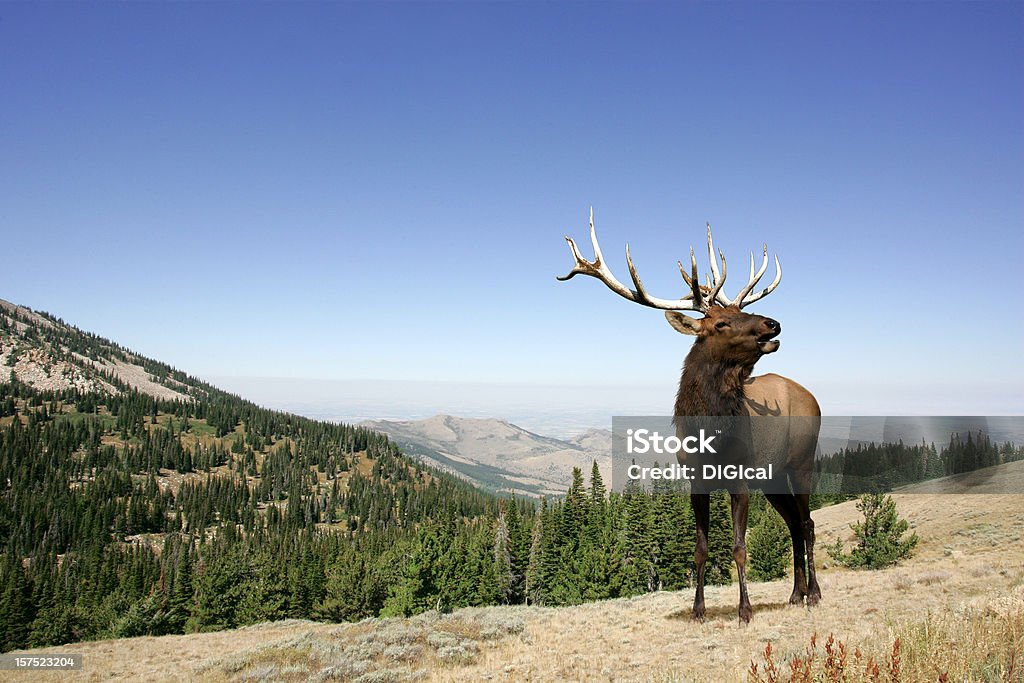Elk - Zbiór zdjęć royalty-free (Park Narodowy Yellowstone)