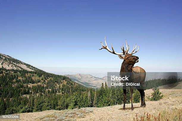 Elk - zdjęcia stockowe i więcej obrazów Park Narodowy Yellowstone - Park Narodowy Yellowstone, Wapiti, Polujące zwierzęta