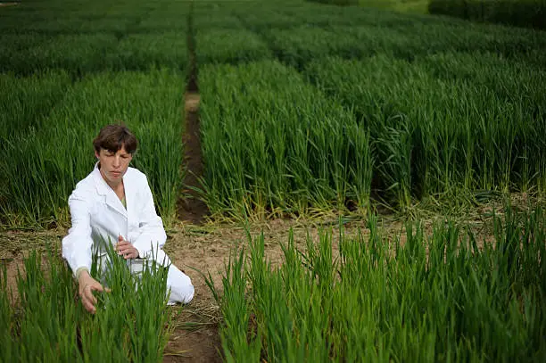 Photo of Test field area of plant breeding