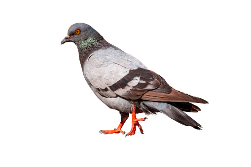 Full Body side view of pigeon bird standing and walking isolate on white background with clipping path, gray pigeon