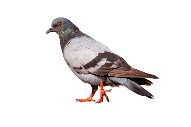 Full Body side view of pigeon bird standing and walking isolate on white background with clipping path, gray pigeon stock photo