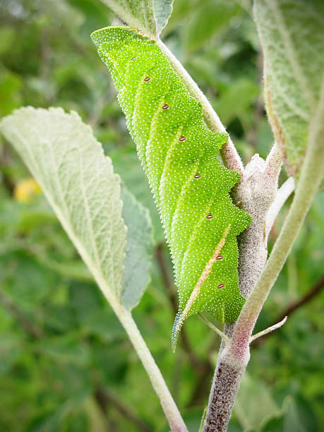 Eyed Hawk-Moth caterpillar (Smetheris ocellata) The Eyed Hawk-Moth (Smetheris ocellata) pictured here on an apple tree, is a European moth of the family Sphingidae.  The caterpillar can be found in orchards during the Summer months where its green body with seven stripes perfectly disguises it as an apple tree leaf. The focus of this image is on the blue tail spike. This caterpillar is roughly life sized when viewed in this thumbnail. smerinthus ocellatus stock pictures, royalty-free photos & images