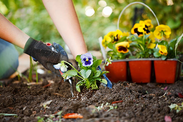 Gardening Hands A pair of hands working with gardening tools on freshly worked soil. planting stock pictures, royalty-free photos & images
