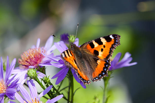 Butterfly on daisy stock photo