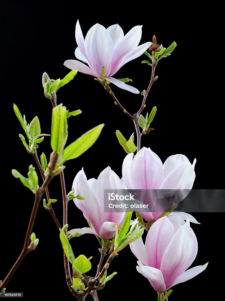 Magnolia gegen Schwarz - Lizenzfrei Magnolien Stock-Foto