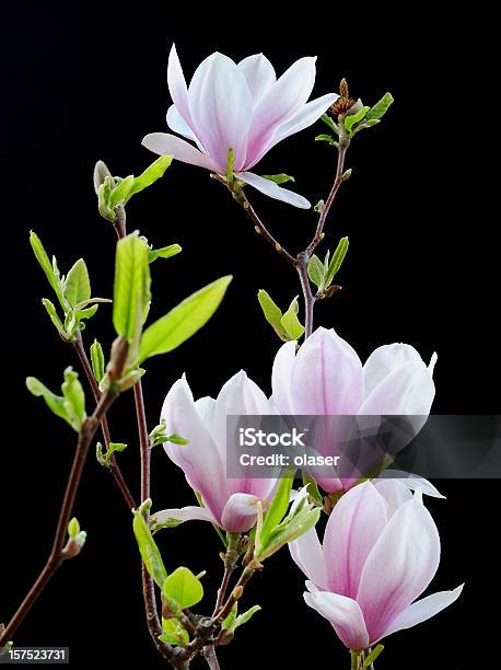 Magnolia Gegen Schwarz Stockfoto und mehr Bilder von Magnolien - Magnolien, Weiß, Abenddämmerung