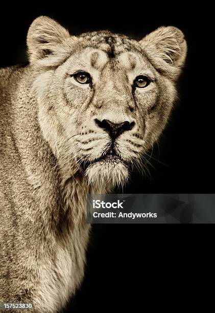 Wunderschöne Löwin Stockfoto und mehr Bilder von Löwin - Löwin, Schwarzer Hintergrund, Wilde Tiere