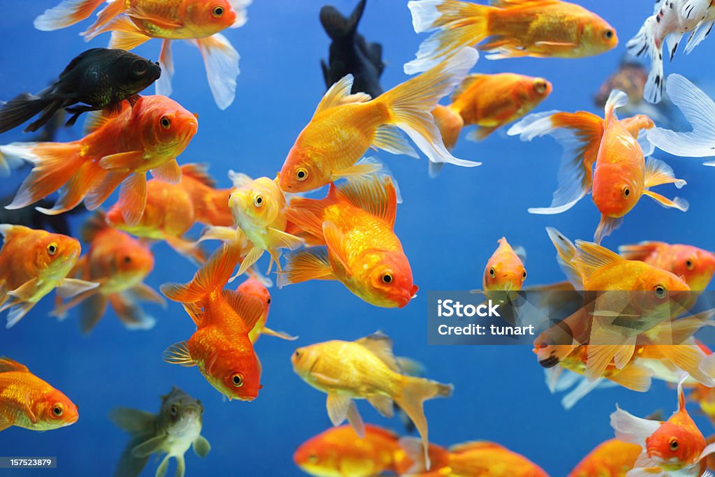 Gold Fishes In an aquarium. Fish Tank Stock Photo