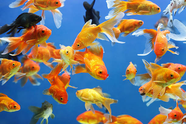 Gold Fishes In an aquarium. fish tank stock pictures, royalty-free photos & images