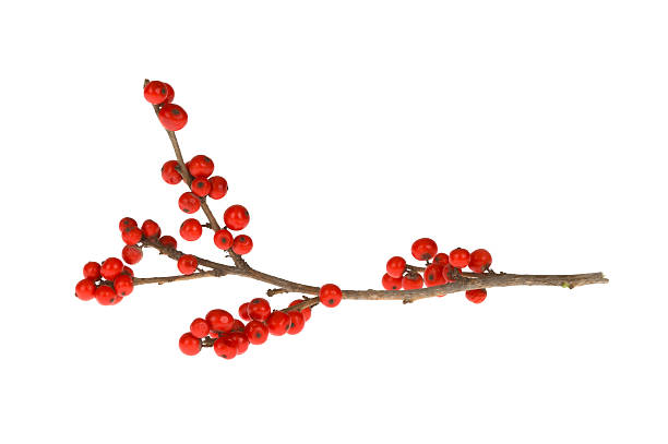 Branch with red berries  twig stock pictures, royalty-free photos & images