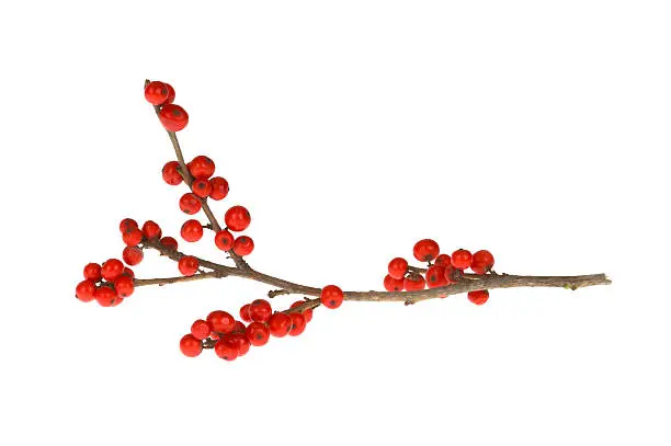 Photo of Branch with red berries