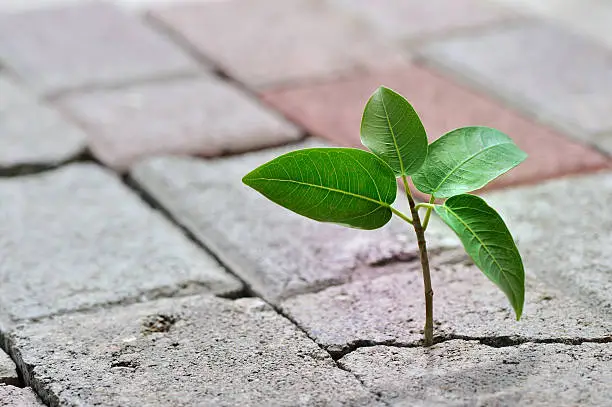young plant taking root on a cracked concrete, concept image of overcoming adversity