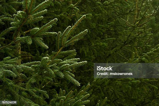 Foto de Fundo De Árvore De Natal e mais fotos de stock de Pinho - Pinho, Plantação, Agricultura