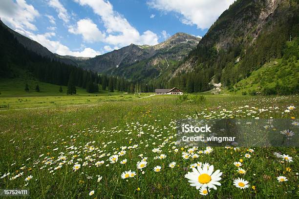 高山の草原 Maguritte - エコツーリズムのストックフォトや画像を多数ご用意 - エコツーリズム, オーストリア, カラー画像