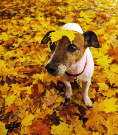 Autumn Dog