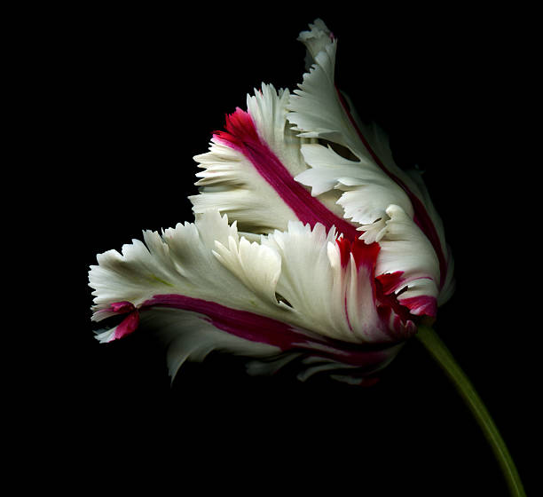 tulipe rouge et blanc avec fond noir - single flower flower isolated tulip photos et images de collection