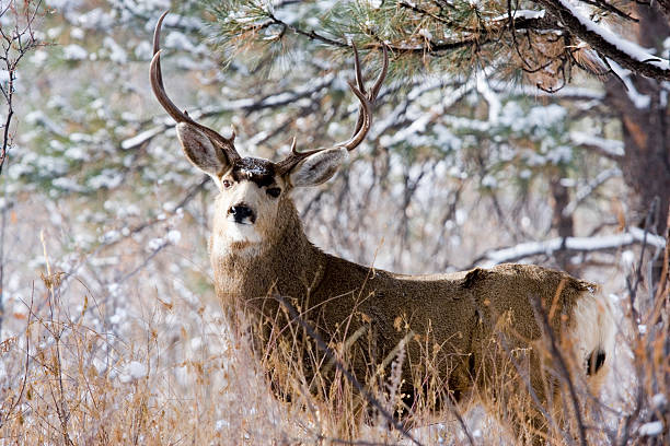istock Colorado Mule Deer in Wintertime Snow 157524136