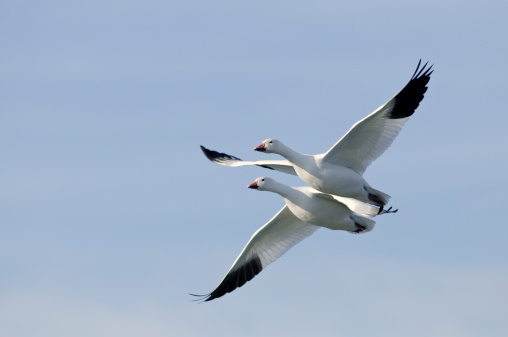 A pair of snow geese (Chen caerulescens) in flight against a clear blue sky.