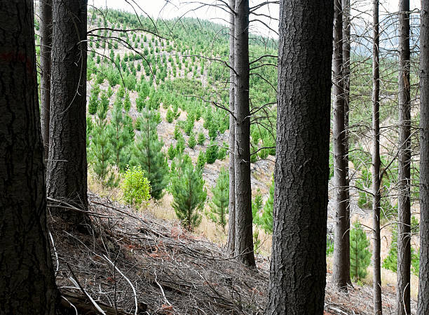 Future Forest Growth Young pine trees seen from a mature pine forest, demonstrating sustainable forestry management practises. reforestation stock pictures, royalty-free photos & images