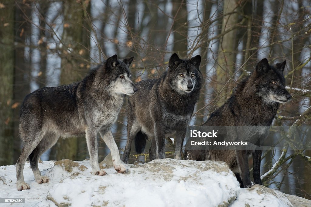 Drei Schwarze Wolves - Lizenzfrei Wolf Stock-Foto