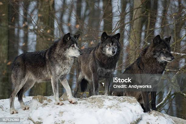 Drei Schwarze Wolves Stockfoto und mehr Bilder von Wolf - Wolf, Drei Tiere, Hund