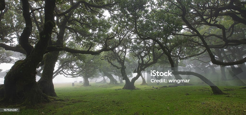 laurel Árvore - Royalty-free Mata Foto de stock