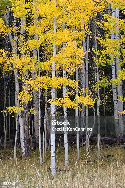 Aspen Grove And Autumn Leaves Stock Photo - Download Image Now - Aspen Tree, Gold Colored, Autumn