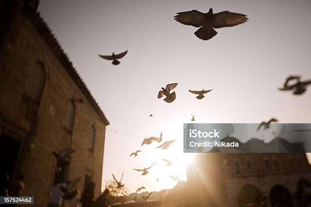 Sunset In Istanbul Stock Photo - Download Image Now - Mosque, Pigeon, Bird