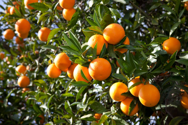 naranja - arboleda fotografías e imágenes de stock