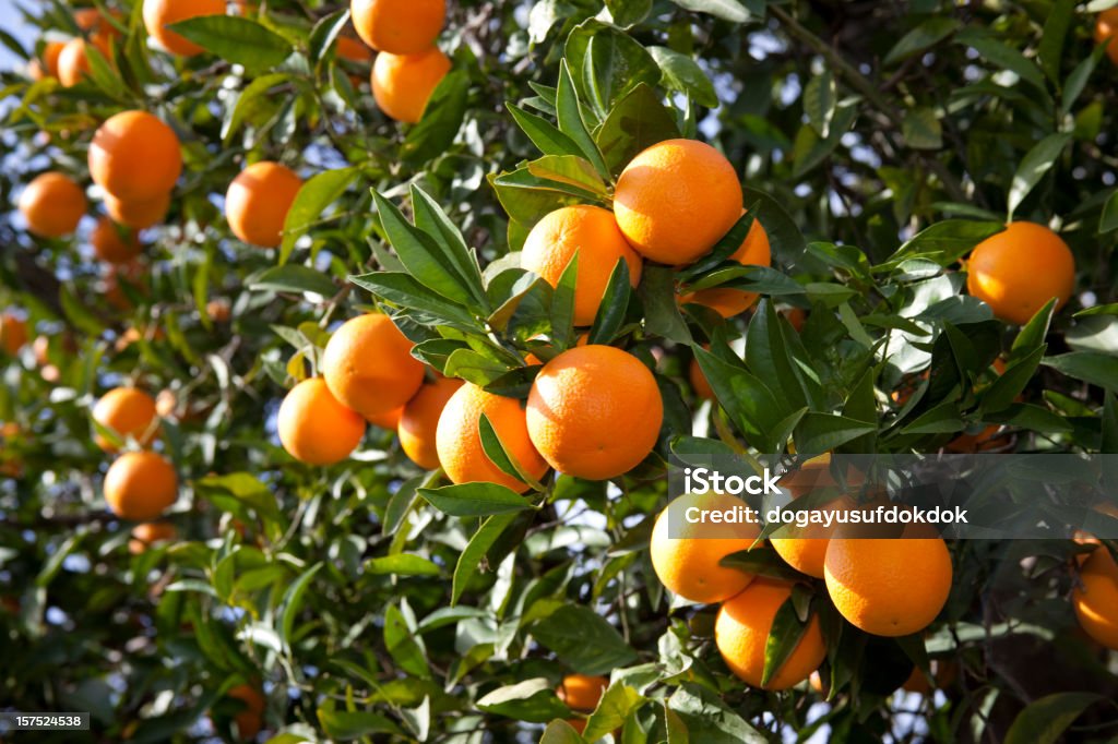 Orange  Orange Tree Stock Photo