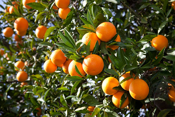 Orange  orange tree photos stock pictures, royalty-free photos & images