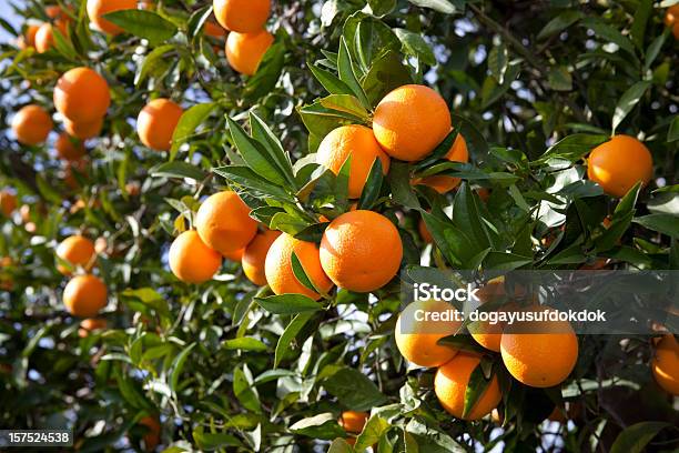 Orange Stock Photo - Download Image Now - Orange Tree, Orange - Fruit, Tree