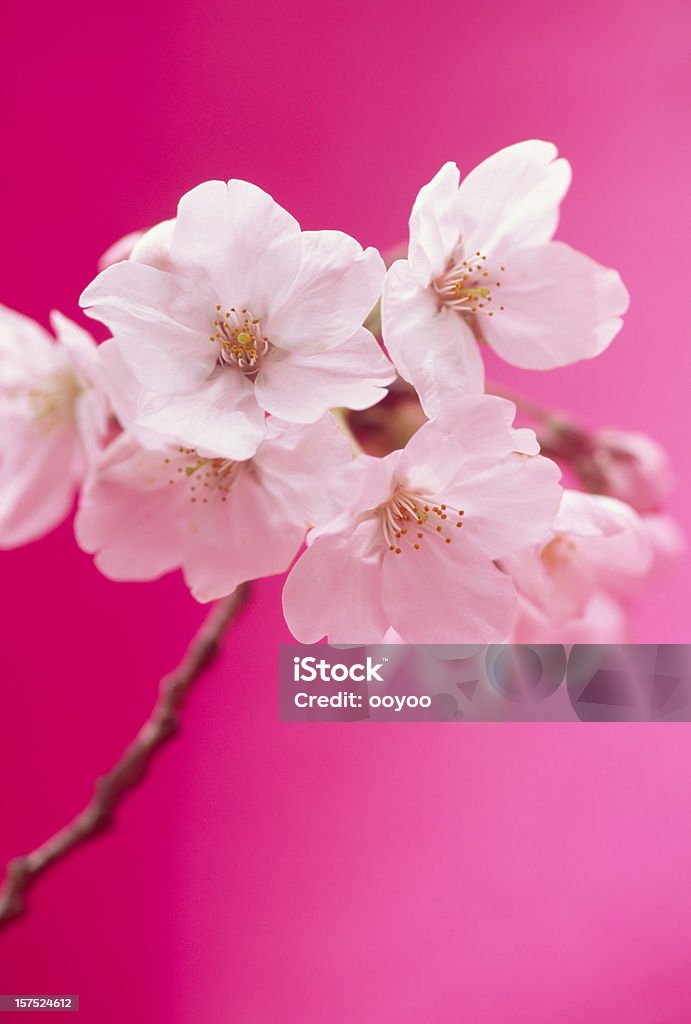 Cerezos en flor - Foto de stock de Magenta libre de derechos