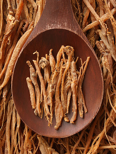 raízes de ginsengue - ginseng dried plant homeopathic medicine dry imagens e fotografias de stock