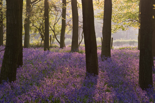 Bluebell flowers in a Beech tree forest during a springtime morning in the Hallerbos woodland in Belgium.