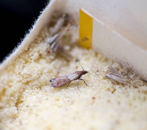 mariposa de semolina lebensmittelmotte auf grieß - moth - fotografias e filmes do acervo