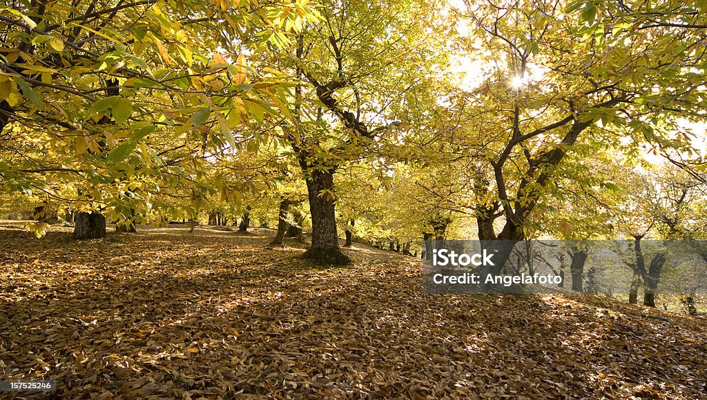 秋に実装 Amiata 、トスカーナ：栗の木に落ちるリーブズ - グロッセート県のロイヤリティフリーストックフォト