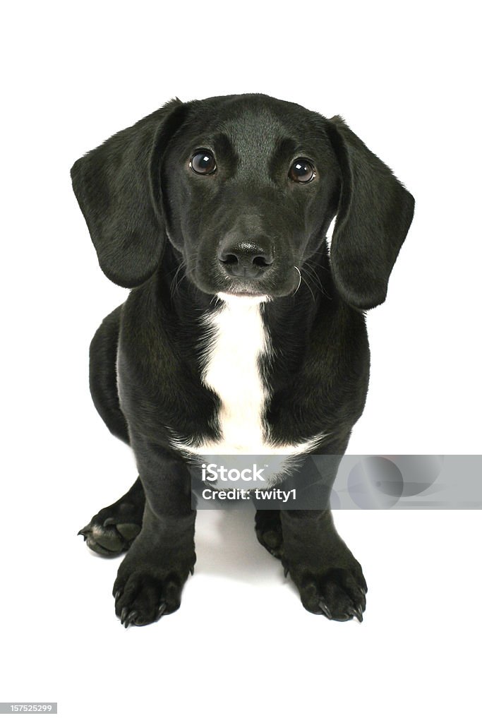 フレンドリーな犬 - カラー画像のロイヤリティフリーストックフォト