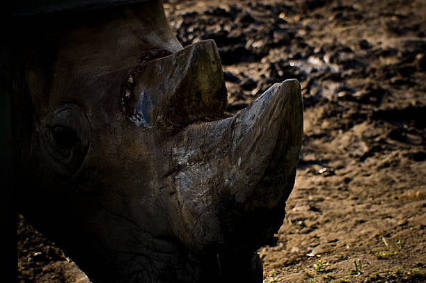 rhinoceros w pole - eco turism zdjęcia i obrazy z banku zdjęć