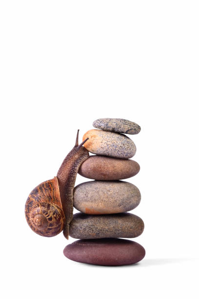 Snail climbing and reaching the top of a pile of pebbles stacked together. Isolated on white. Clipping path included.  