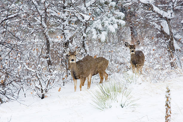 istock Colorado Mule Deer in the Winter Snow 157525544