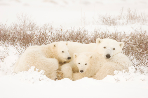 Polar bear mom resting with her cubs.