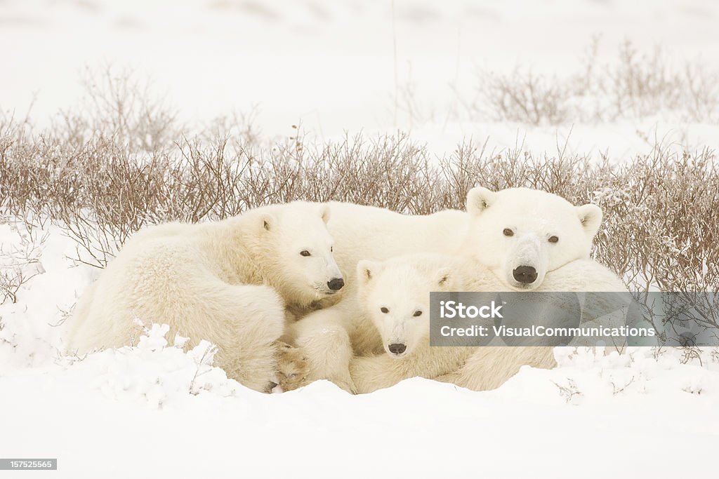 Urso Polar família. - Foto de stock de Urso polar royalty-free