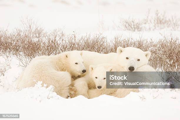 Foto de Urso Polar Família e mais fotos de stock de Urso polar - Urso polar, Filhote, Churchill